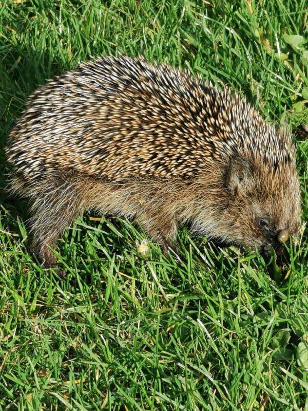 Igel